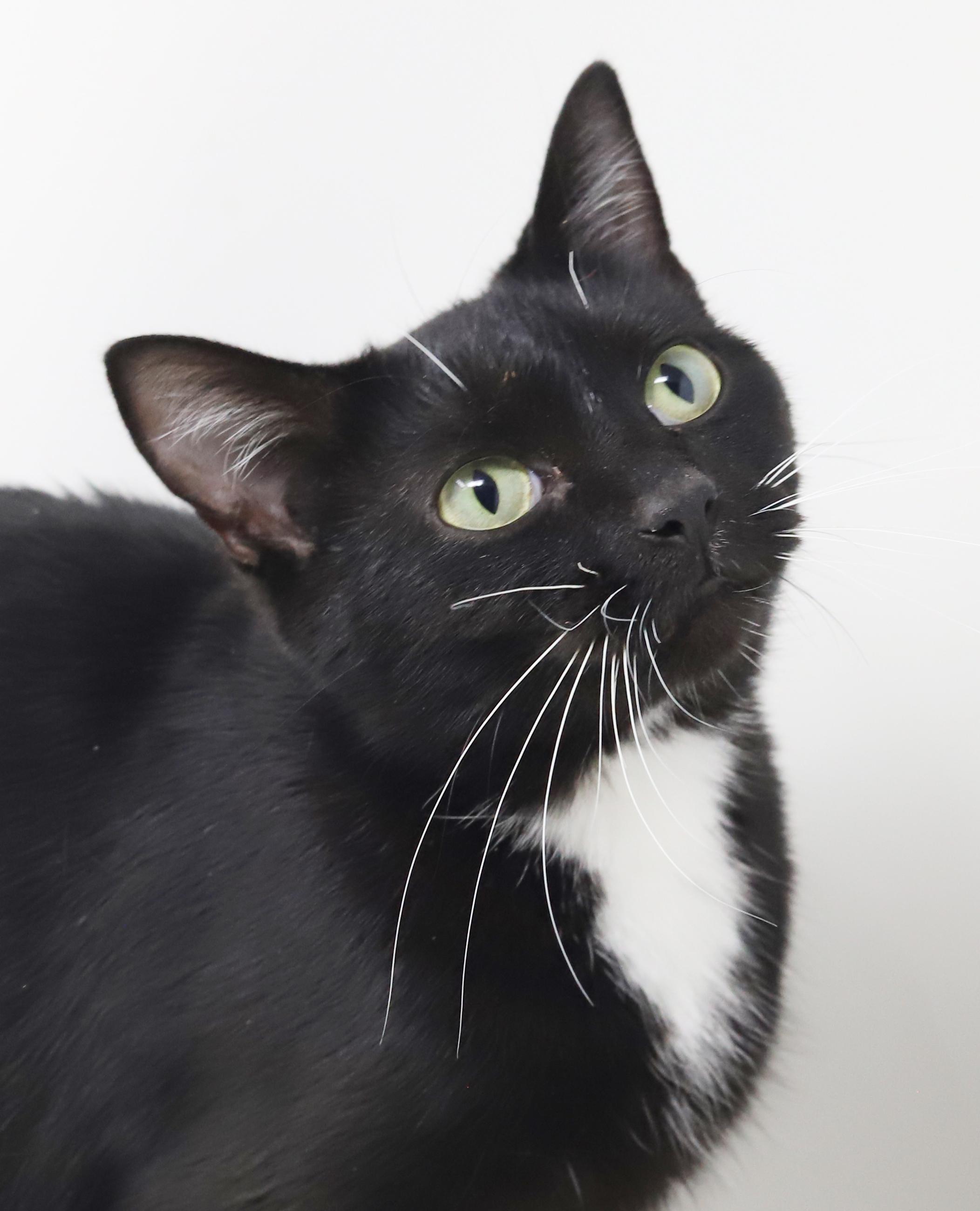 Sweetheart will quickly steal your heart with her sweetness!  POSSIBLE ESA THERAPY CAT TOO!!