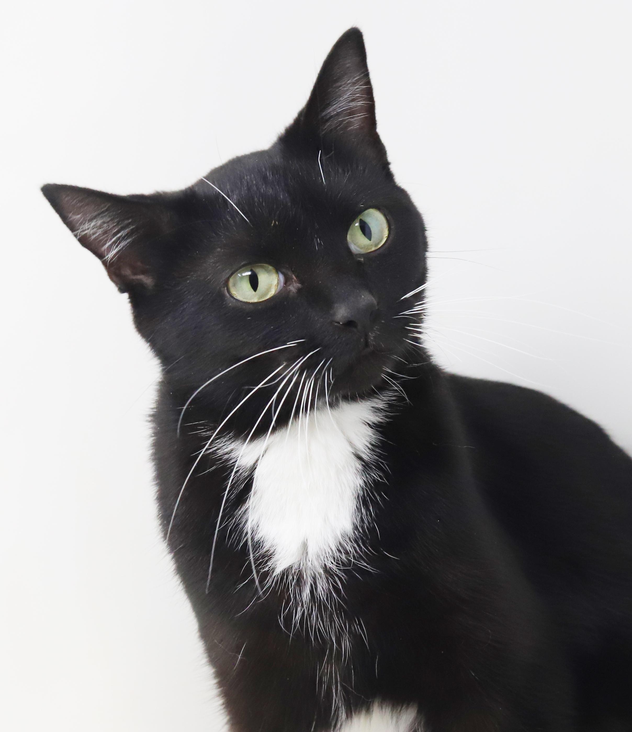 Sweetheart will quickly steal your heart with her sweetness!  POSSIBLE ESA THERAPY CAT TOO!!