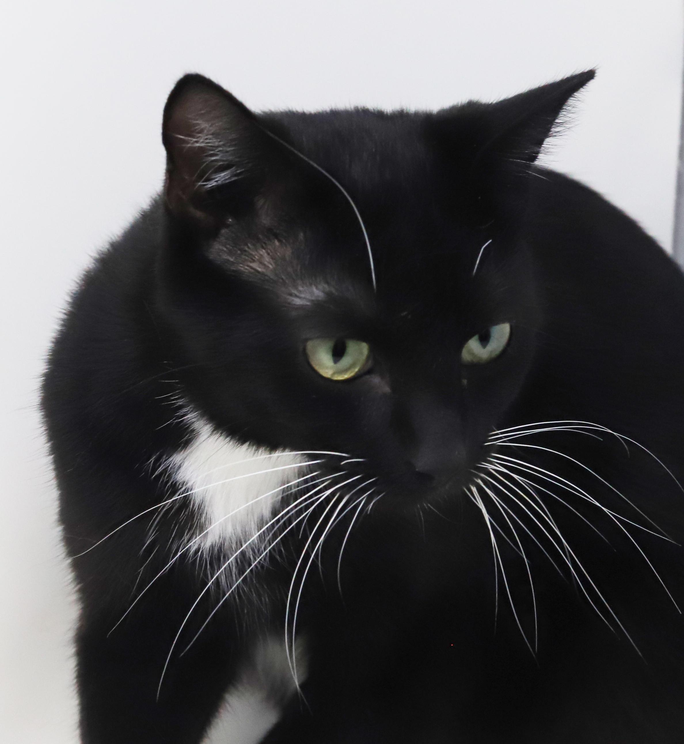 Sweetheart will quickly steal your heart with her sweetness!  POSSIBLE ESA THERAPY CAT TOO!!