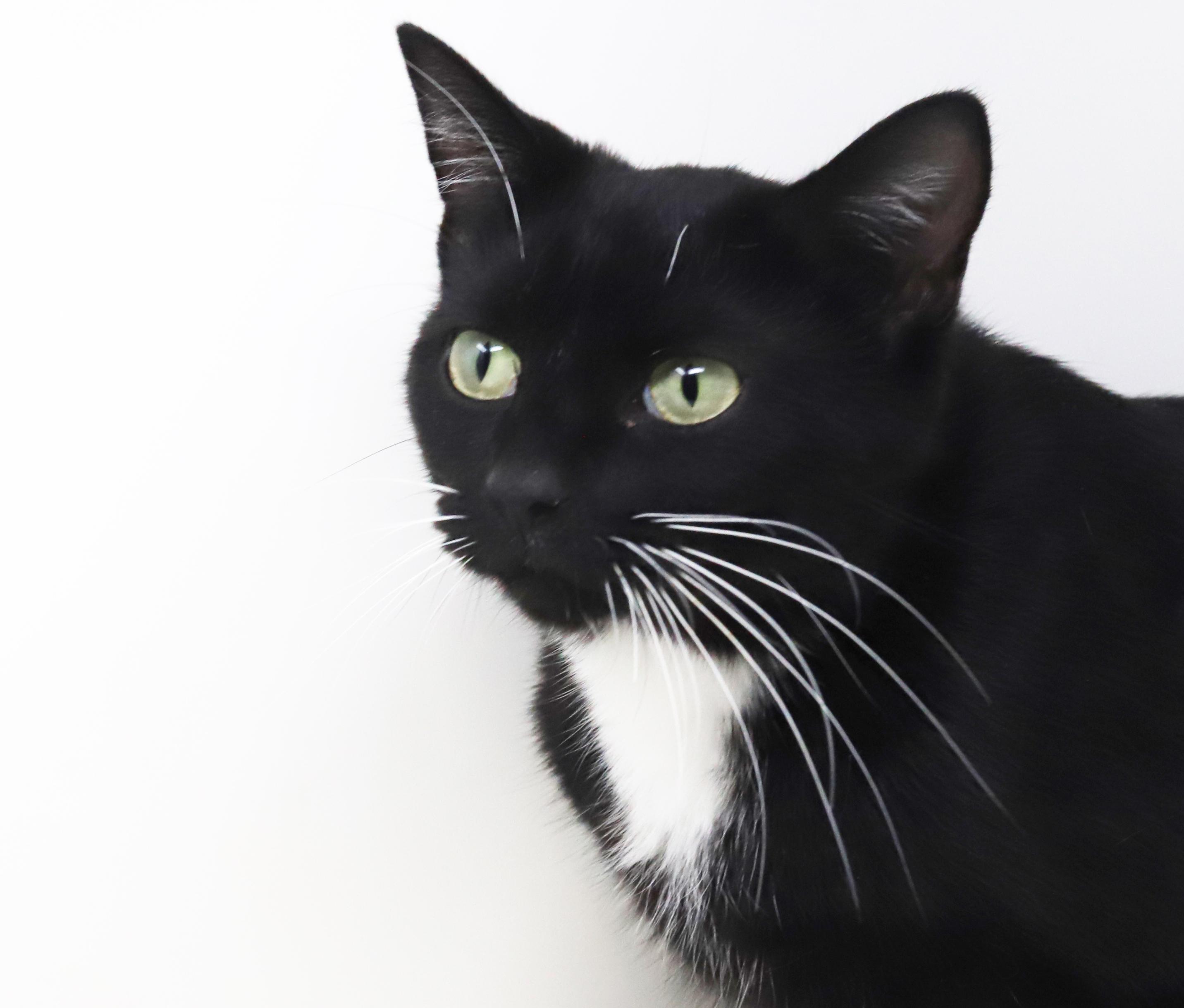 Sweetheart will quickly steal your heart with her sweetness!  POSSIBLE ESA THERAPY CAT TOO!!