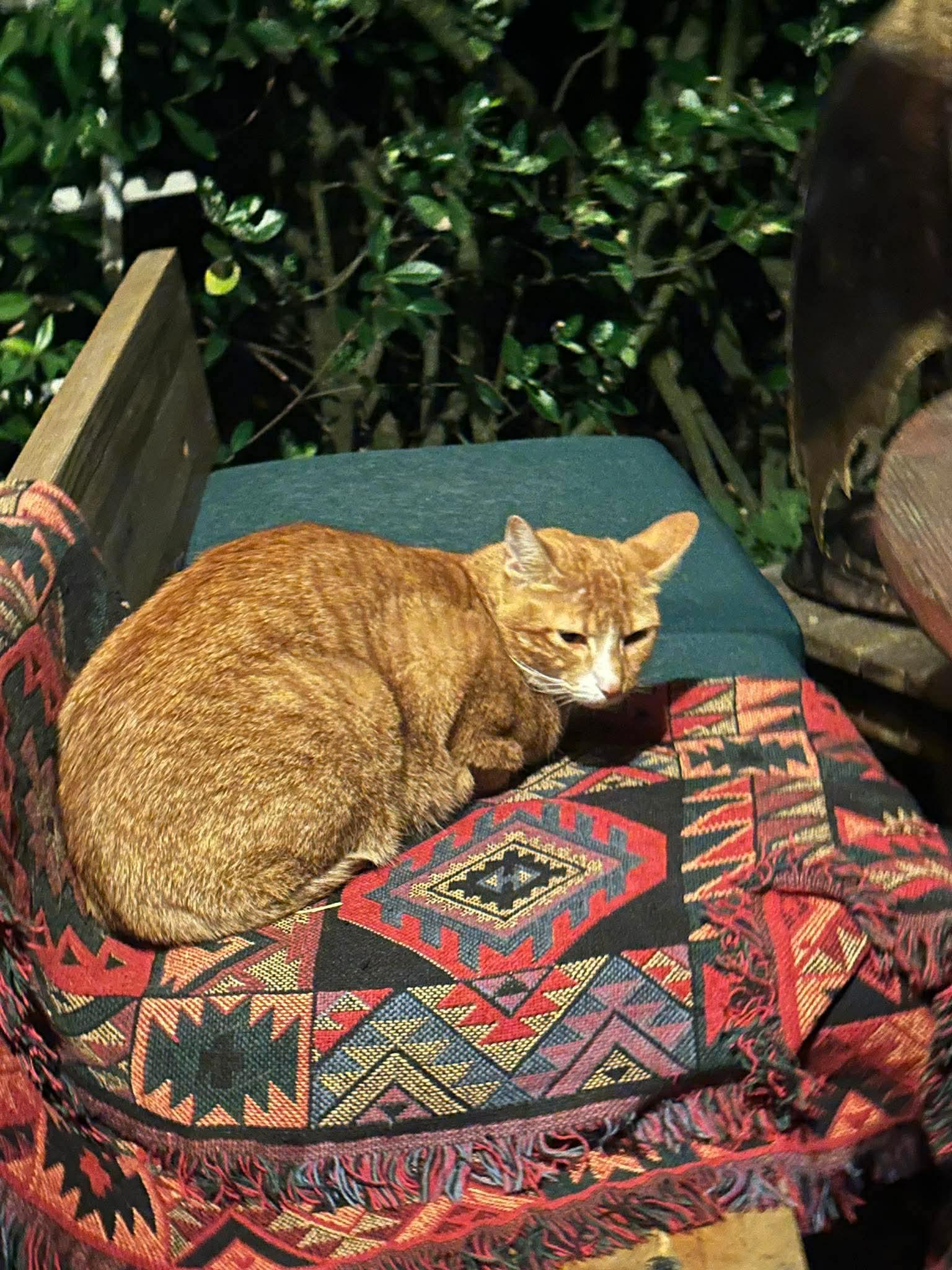 Chuck, a ADOPTABLE Tabby in Gladstone, OR image 2/2