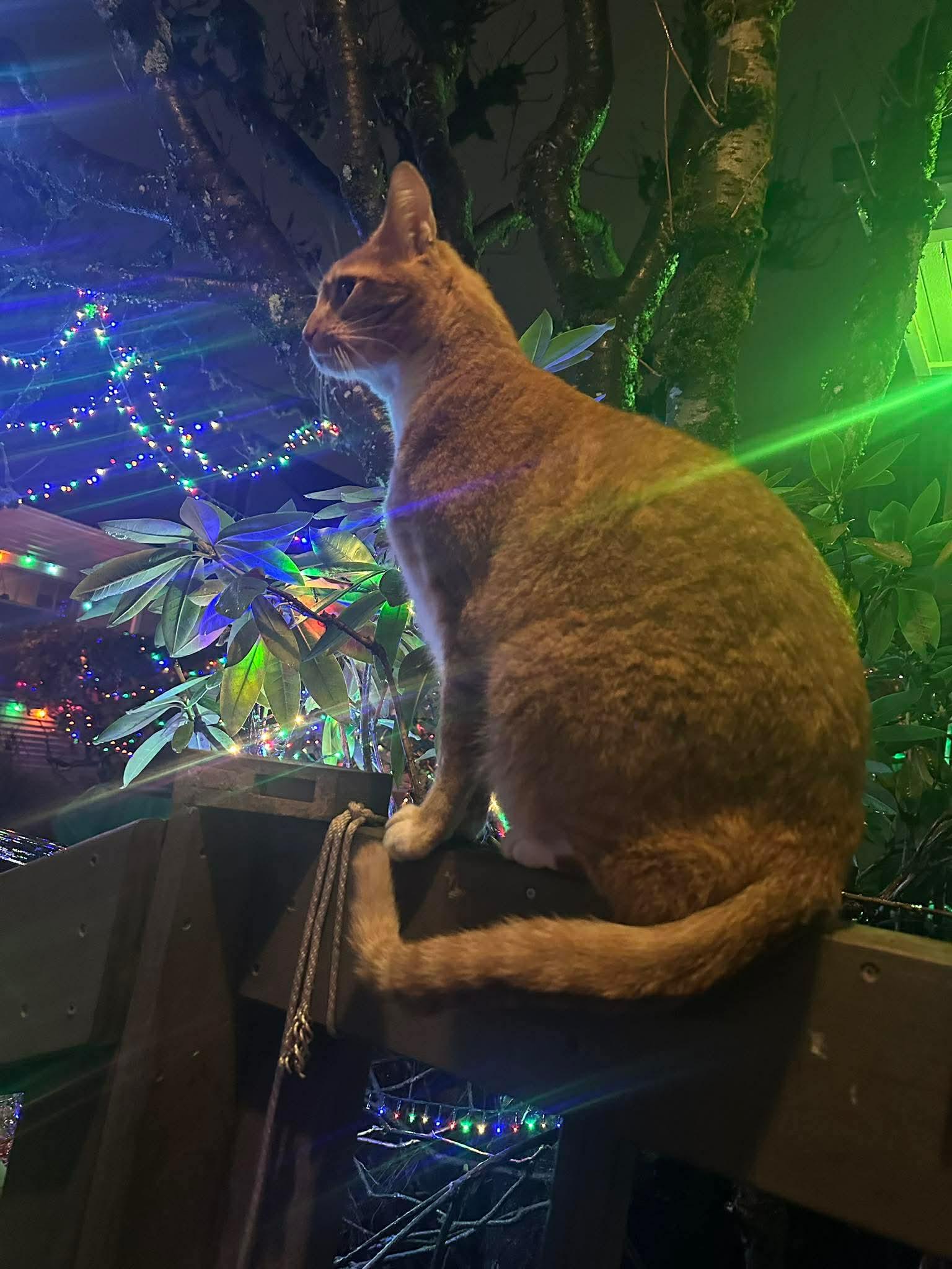 Chuck, ADOPTABLE, Adult Male Tabby.