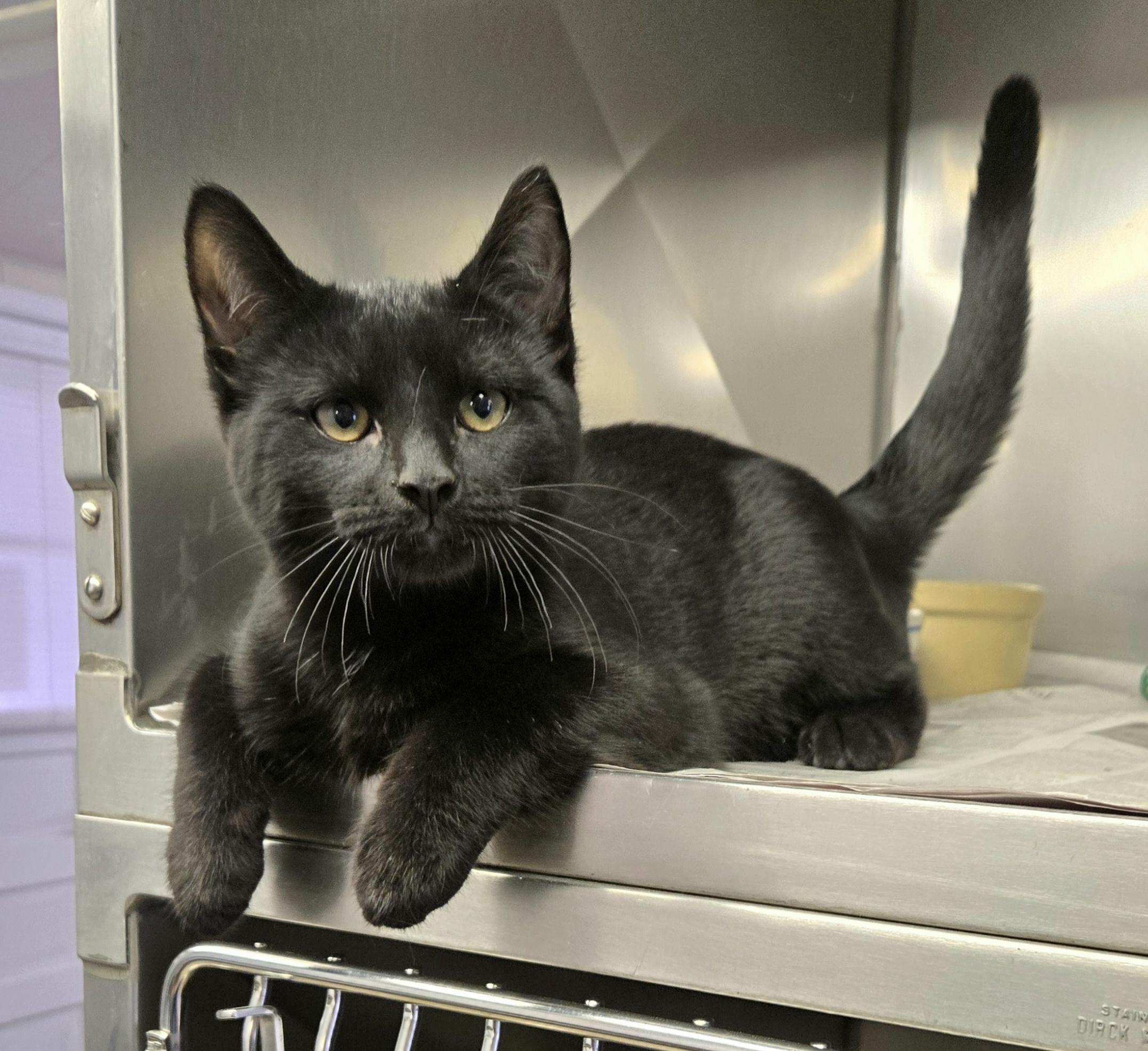 Enlarge Gordie, an adopted Domestic Short Hair in Arlington Heights, IL image 5/6