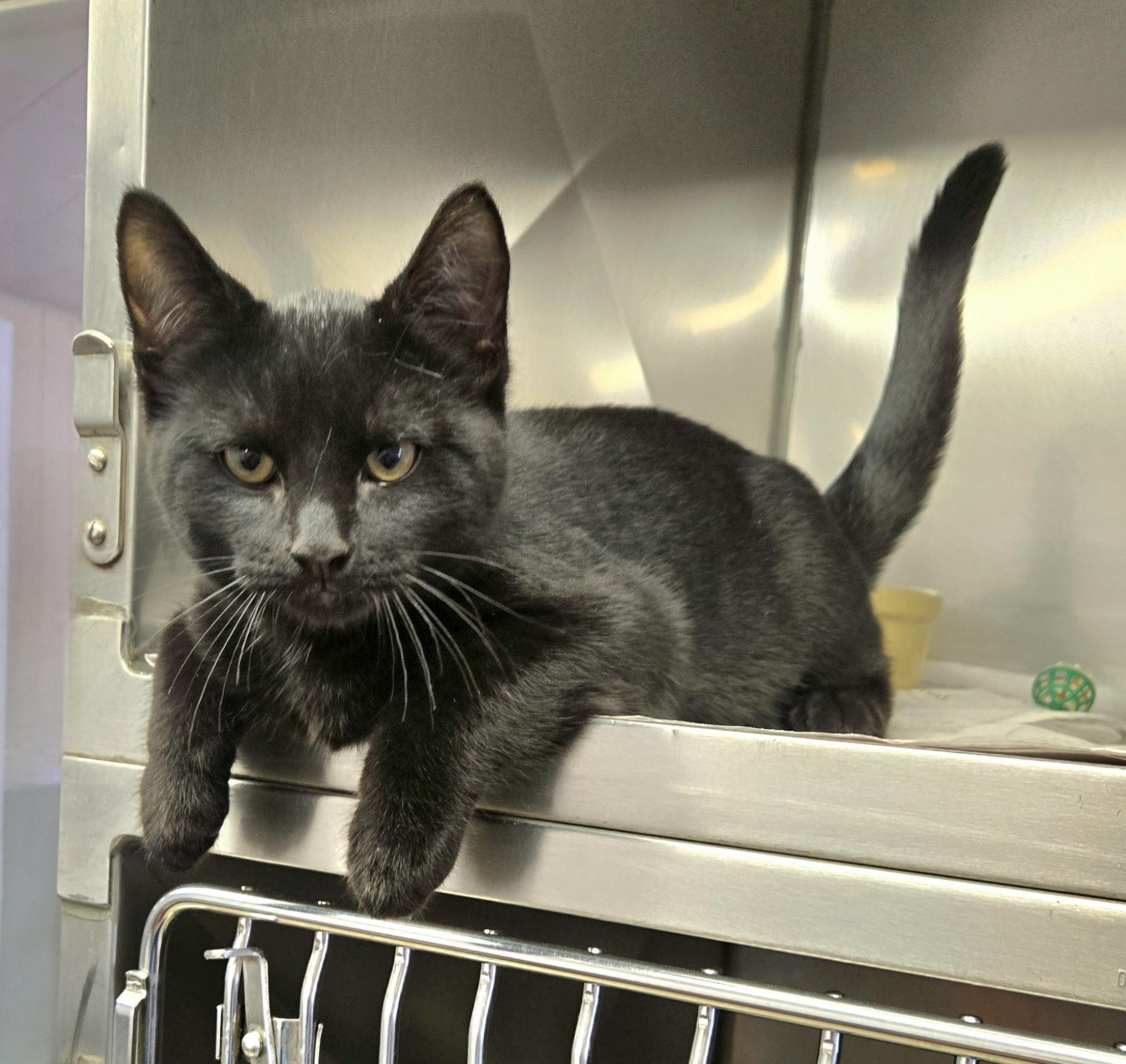 Enlarge Gordie, an adopted Domestic Short Hair in Arlington Heights, IL image 2/6