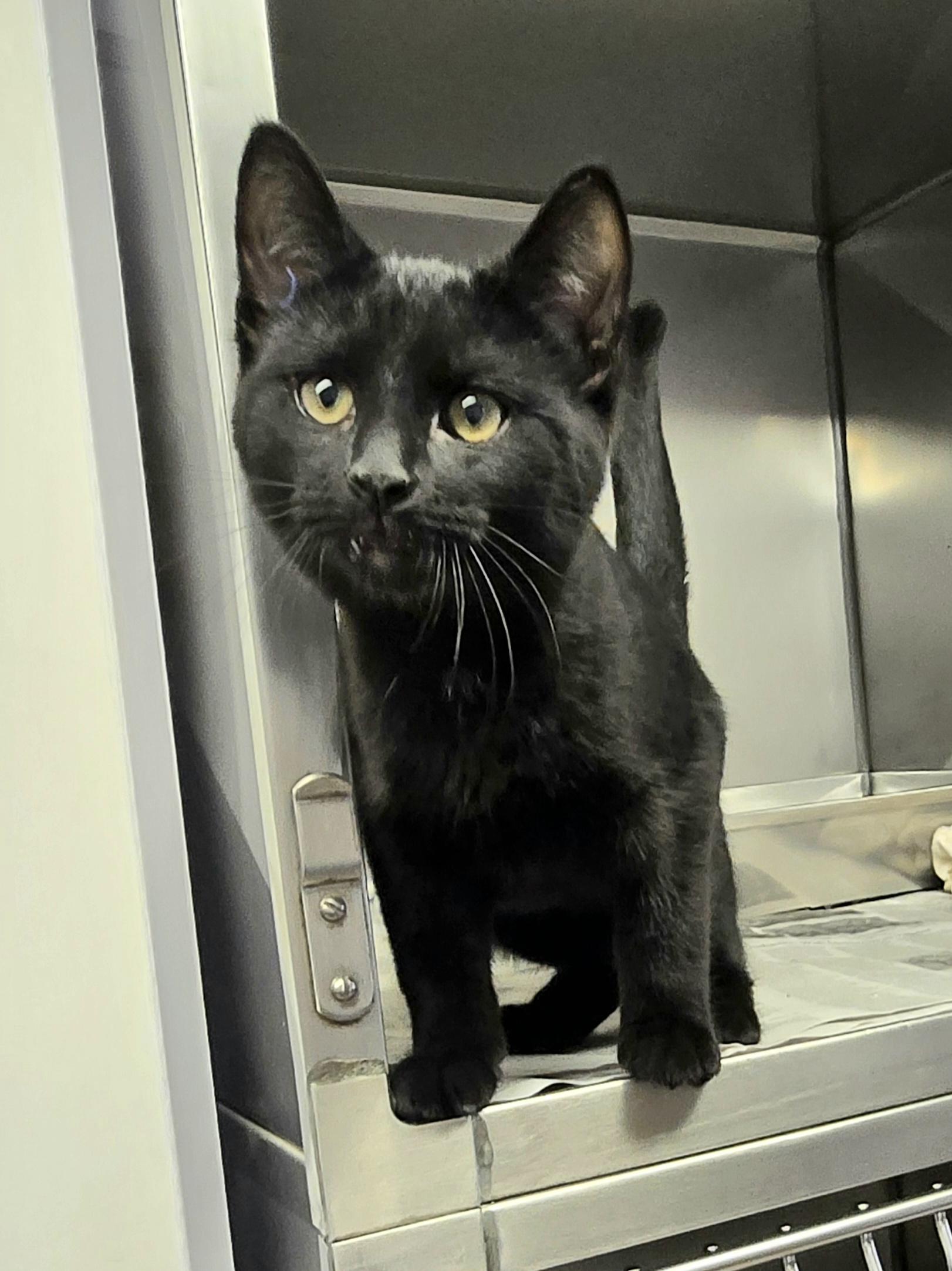 Enlarge Gordie, an adopted Domestic Short Hair in Arlington Heights, IL image 6/6