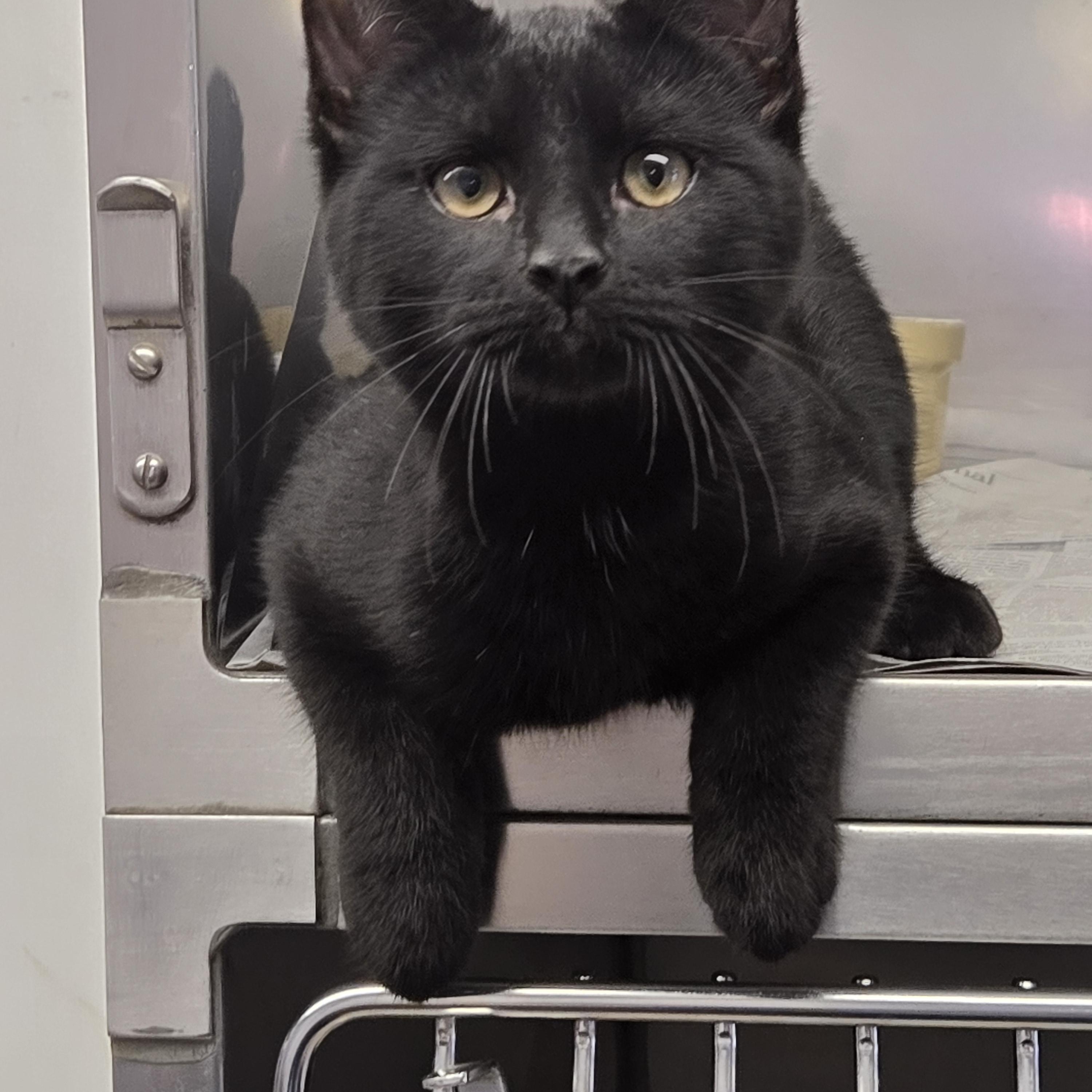 Enlarge Gordie, an adopted Domestic Short Hair in Arlington Heights, IL image 4/6