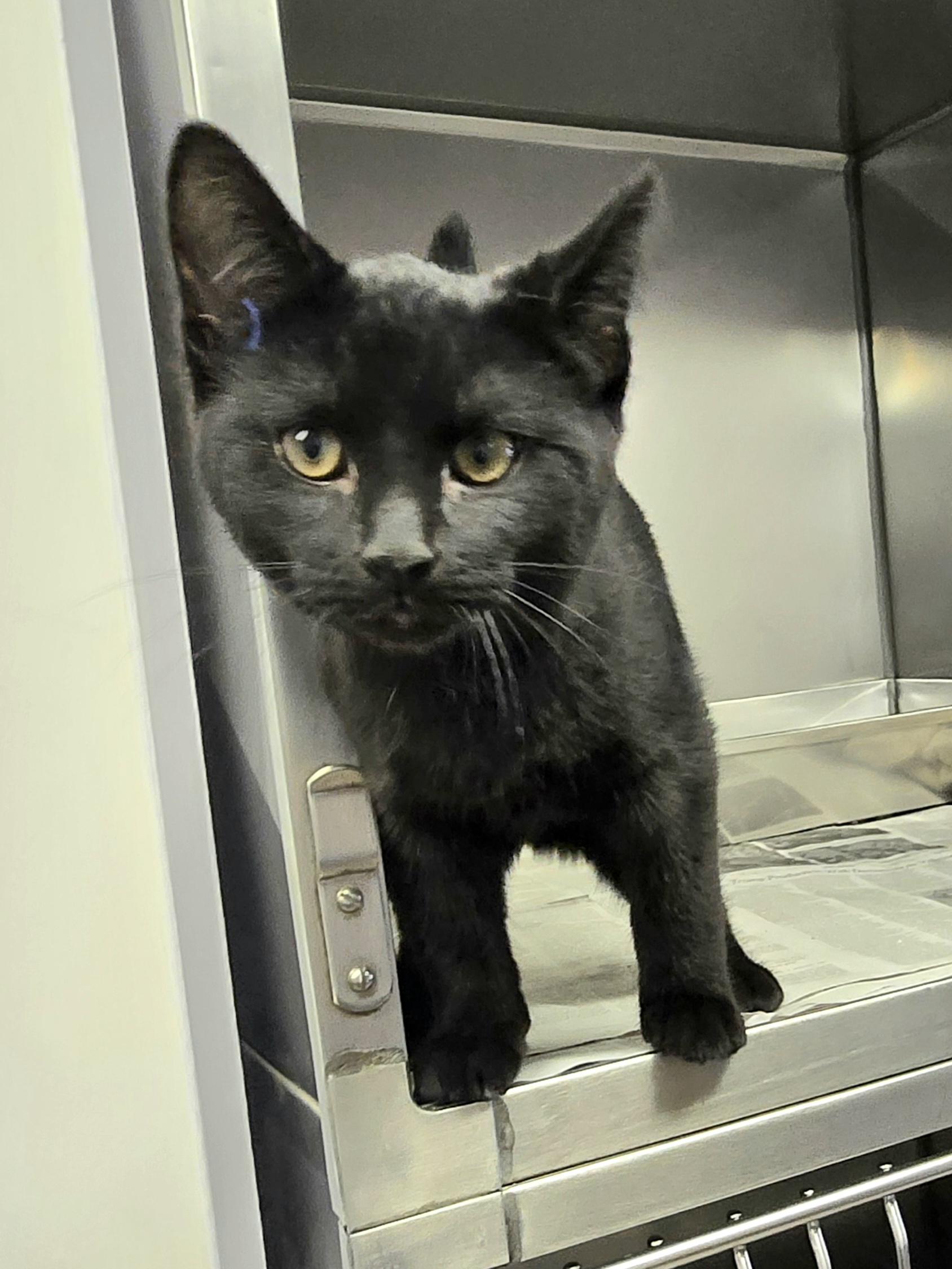 Enlarge Gordie, an adopted Domestic Short Hair in Arlington Heights, IL image 3/6