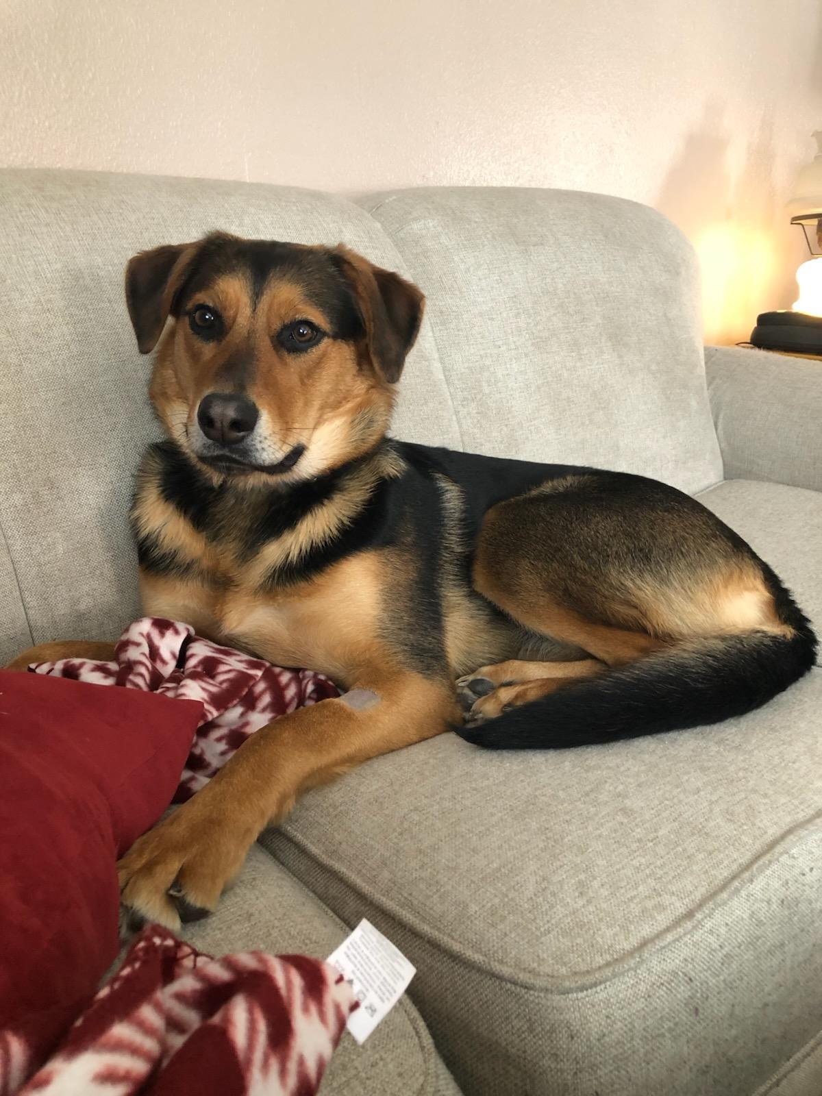 Lucy, Adoptable, Adult Female German Shepherd Dog.