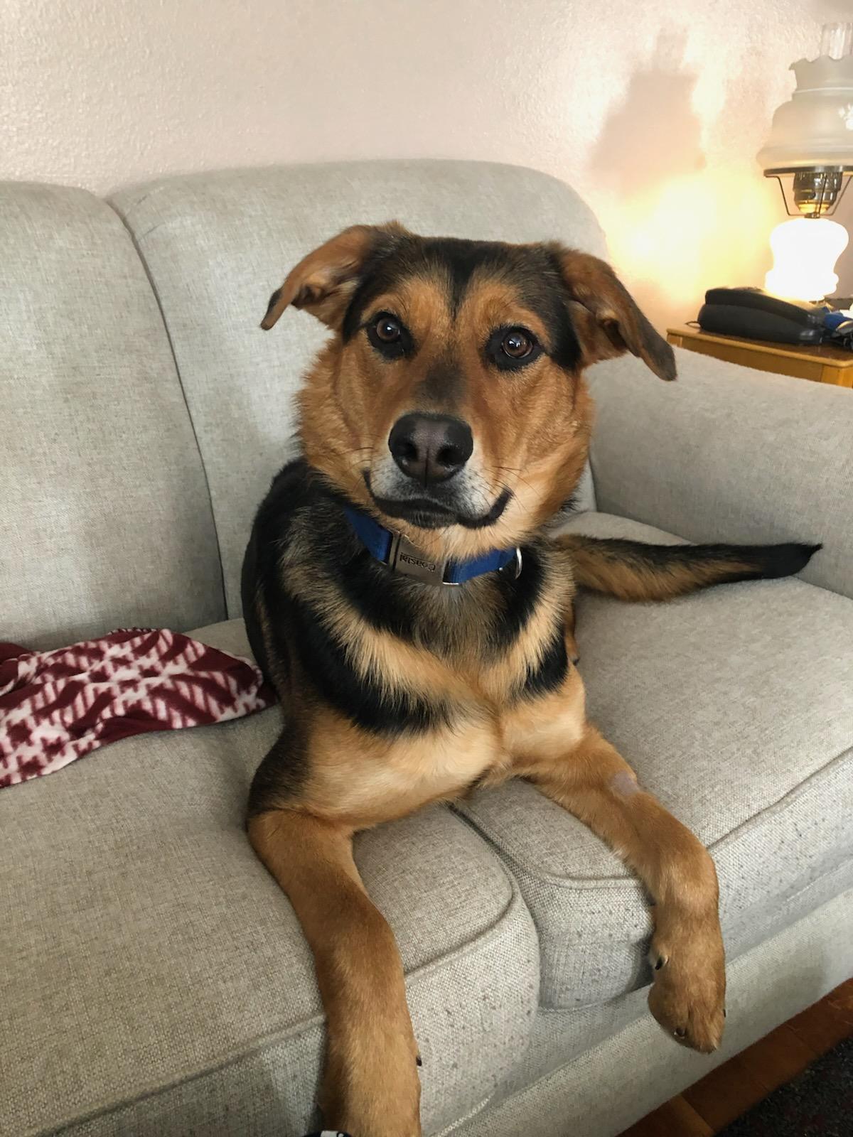 Lucy, a Adoptable mixed breed in Crookston, MN image 2/3