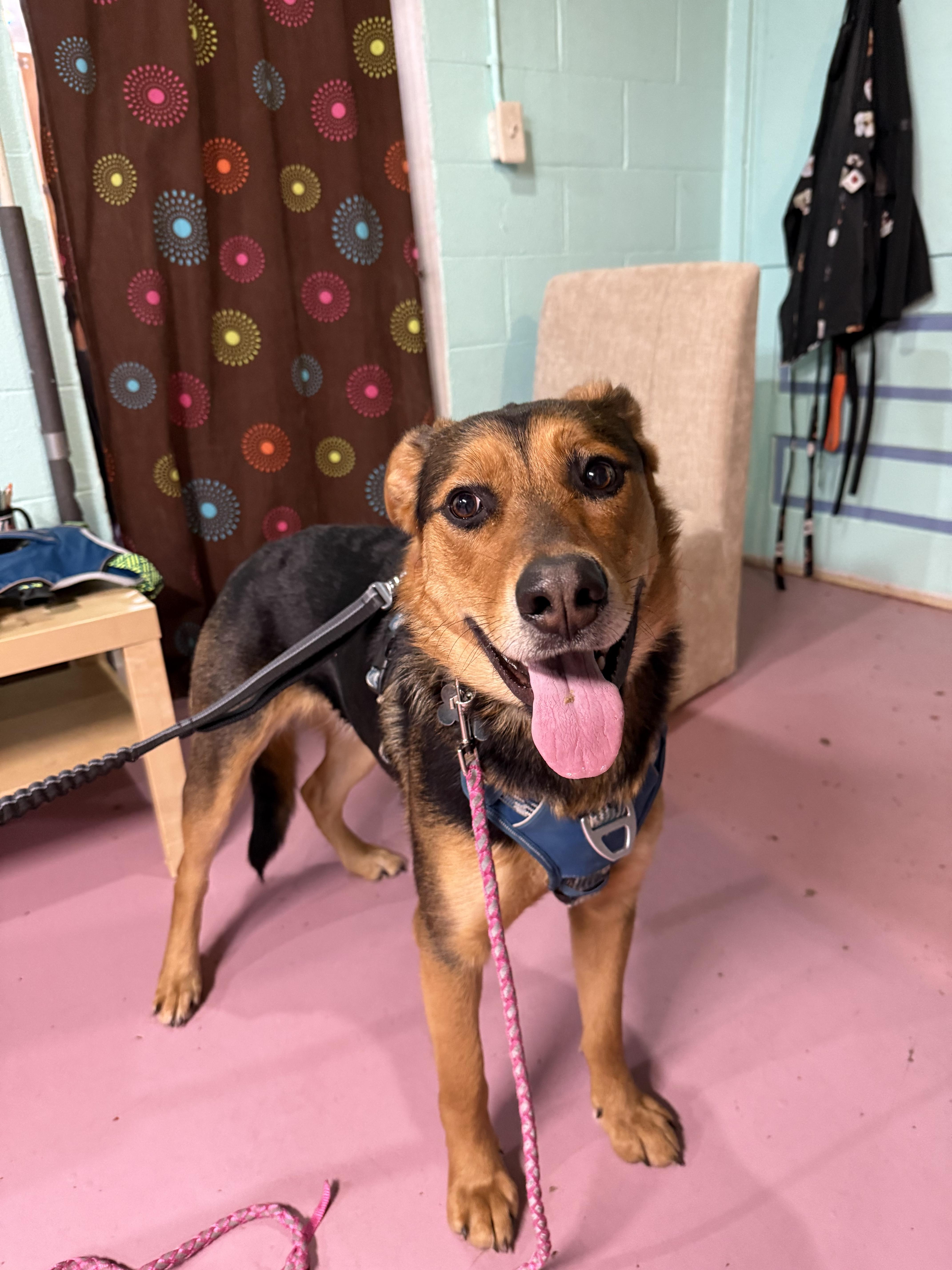 Lucy, a Adoptable mixed breed in Crookston, MN image 3/3