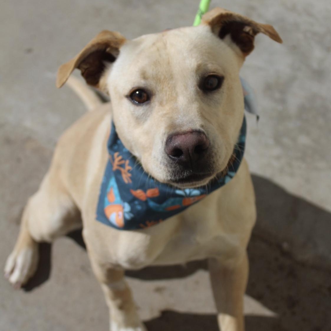 Shawn, adopted, Adult Male Yellow Labrador Retriever.