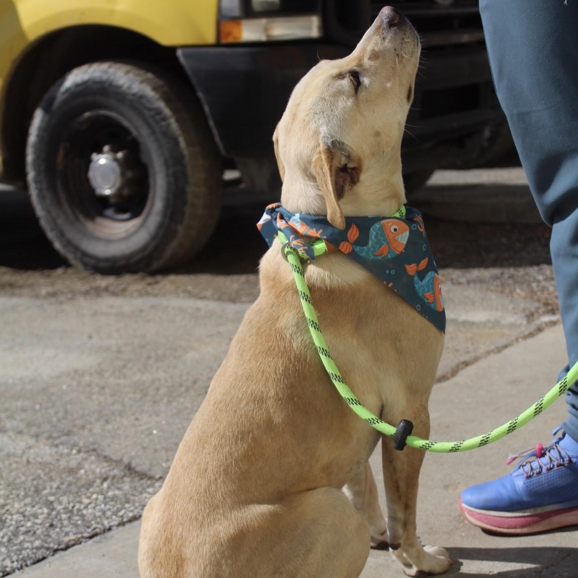 Shawn, an adopted mixed breed in Marion, NC image 2/3