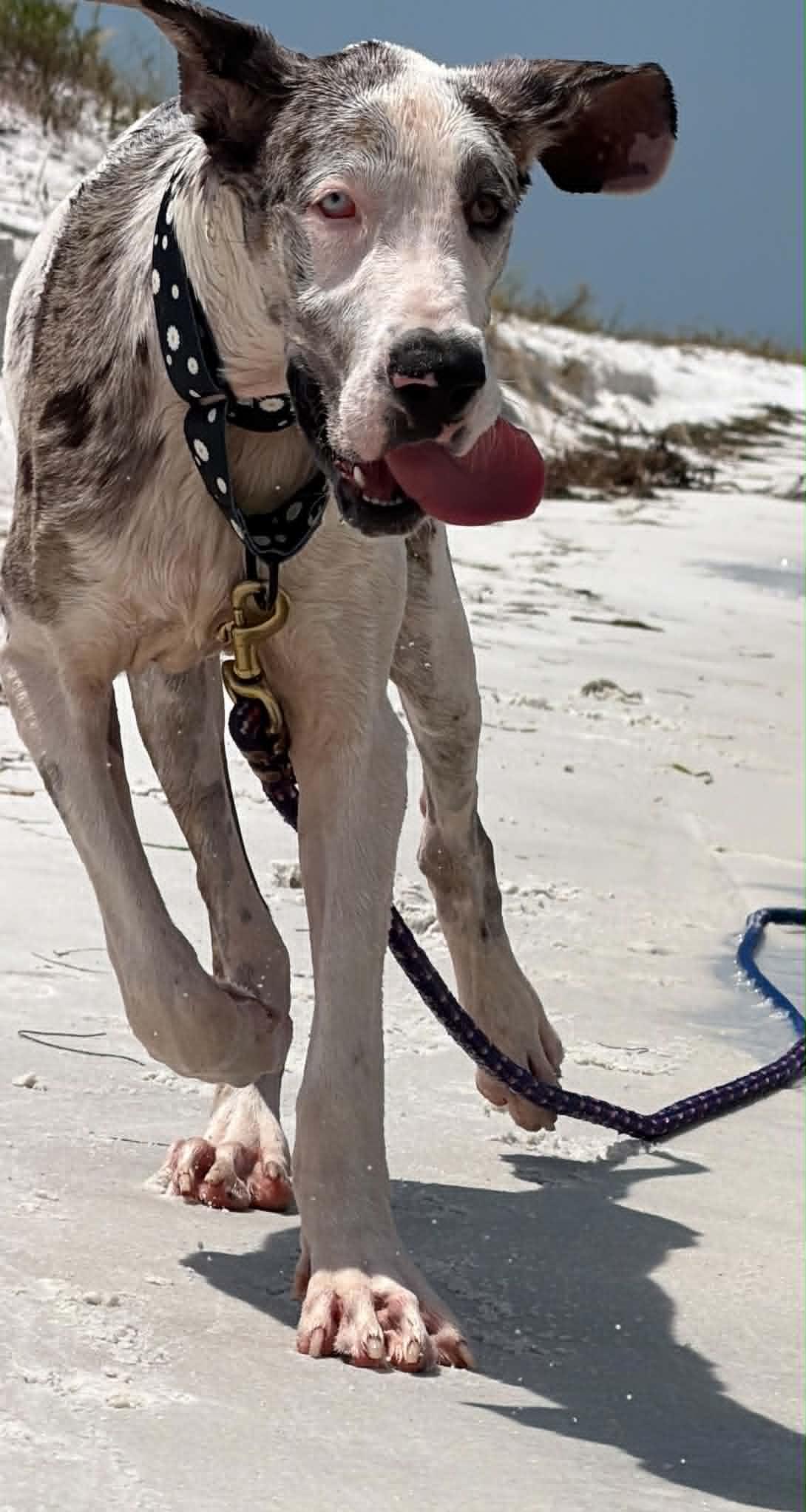 Stormy, a ADOPTABLE Great Dane in Pensacola, FL image 6/6