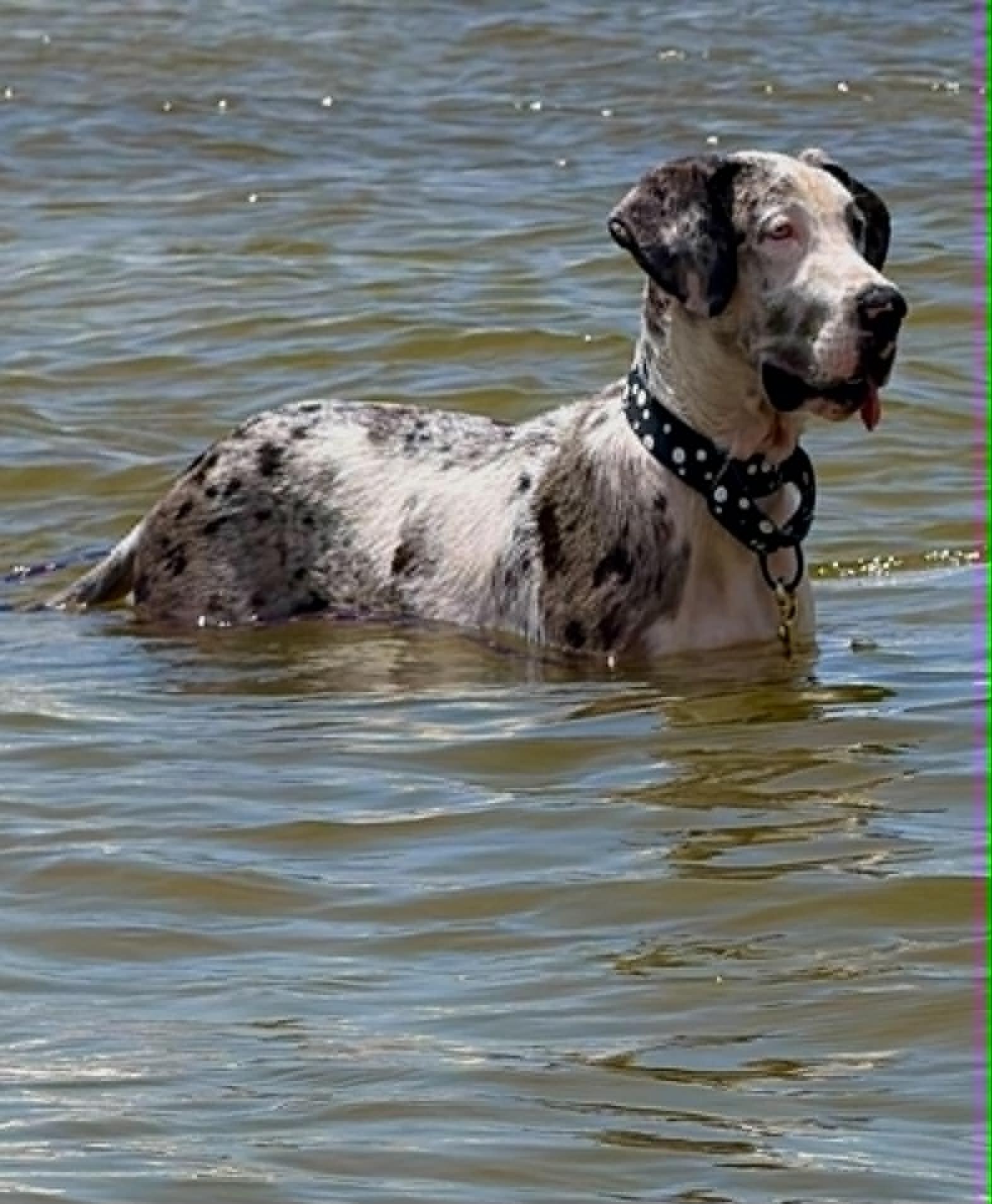 Stormy, a ADOPTABLE Great Dane in Pensacola, FL image 4/6