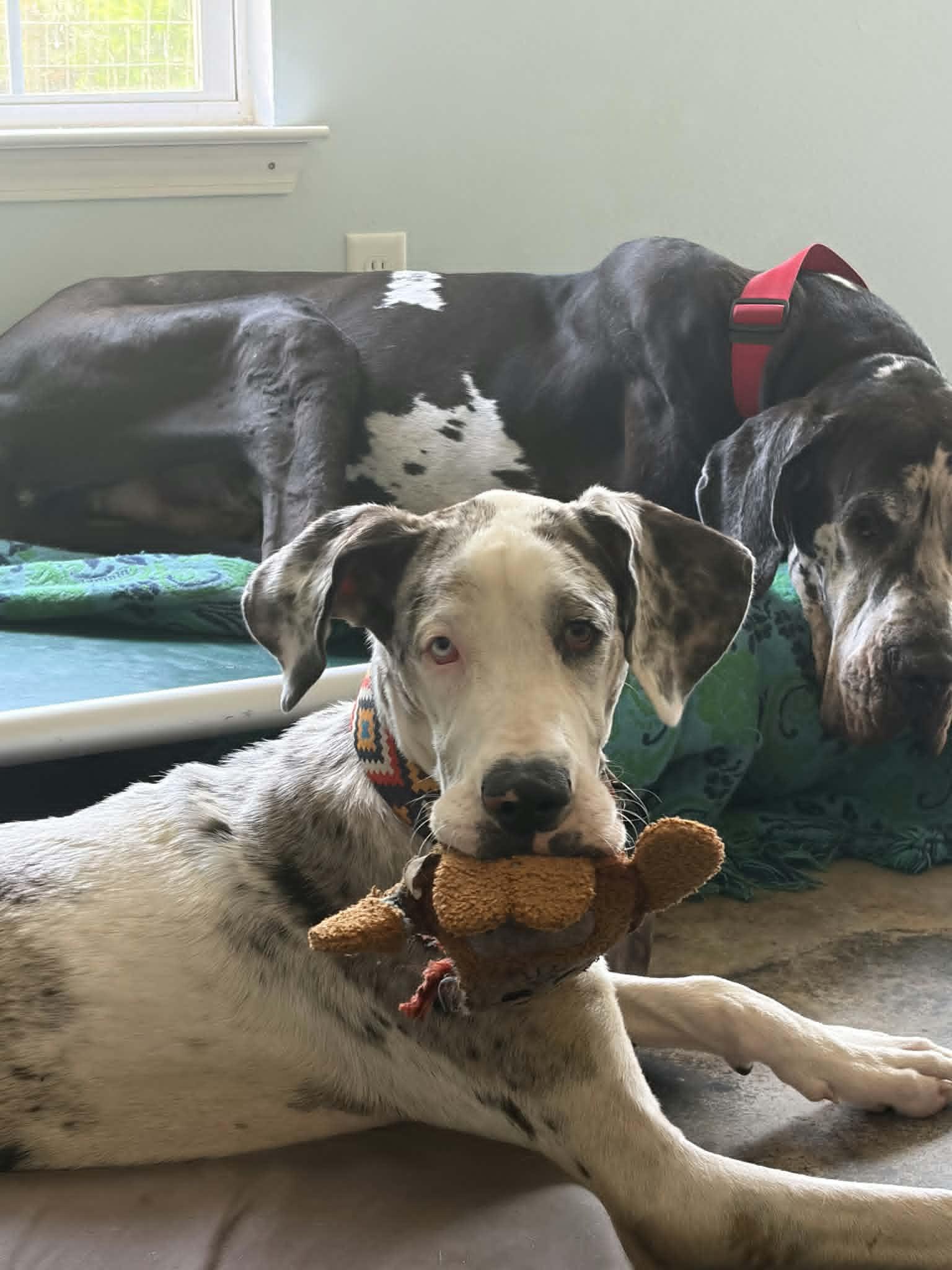 Stormy, a ADOPTABLE Great Dane in Pensacola, FL image 2/6