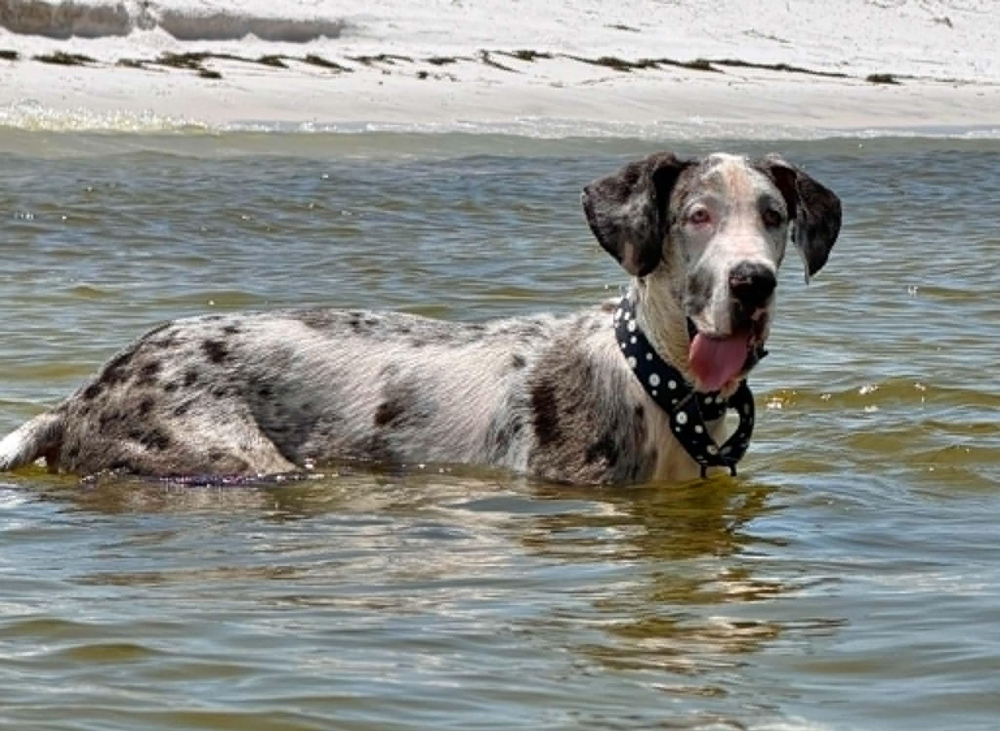 Stormy, a ADOPTABLE Great Dane in Pensacola, FL image 5/6
