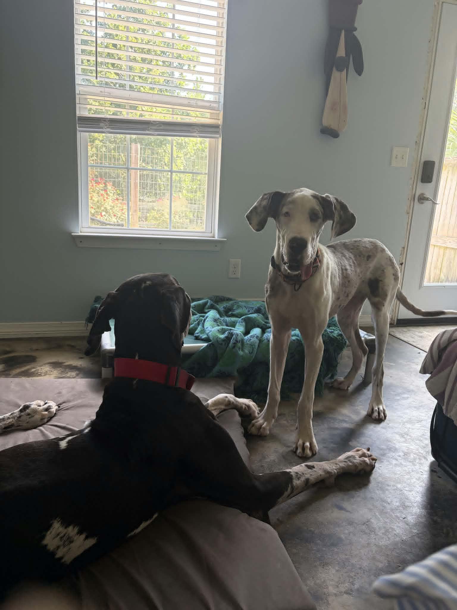 Stormy, a ADOPTABLE Great Dane in Pensacola, FL image 3/6