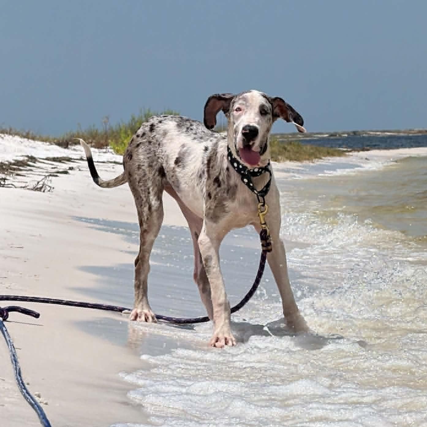Stormy, ADOPTABLE, Puppy Female Great Dane.