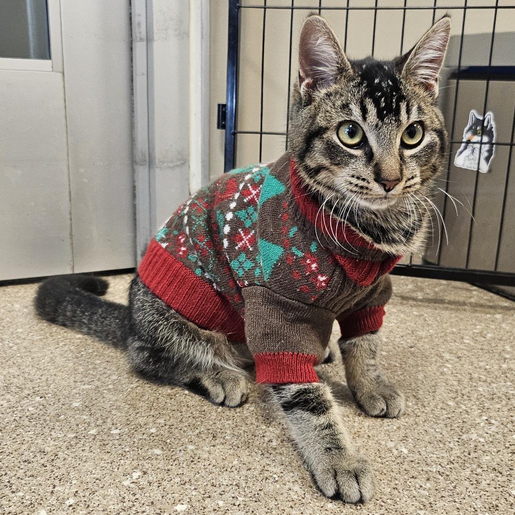 Wybie, a Adoptable Domestic Short Hair in Sonoma, CA image 1/6