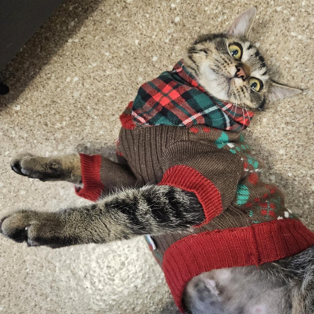 Wybie, a Adoptable Domestic Short Hair in Sonoma, CA image 2/6