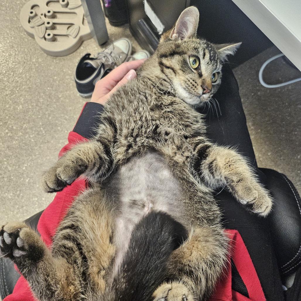 Wybie, a Adoptable Domestic Short Hair in Sonoma, CA image 3/6