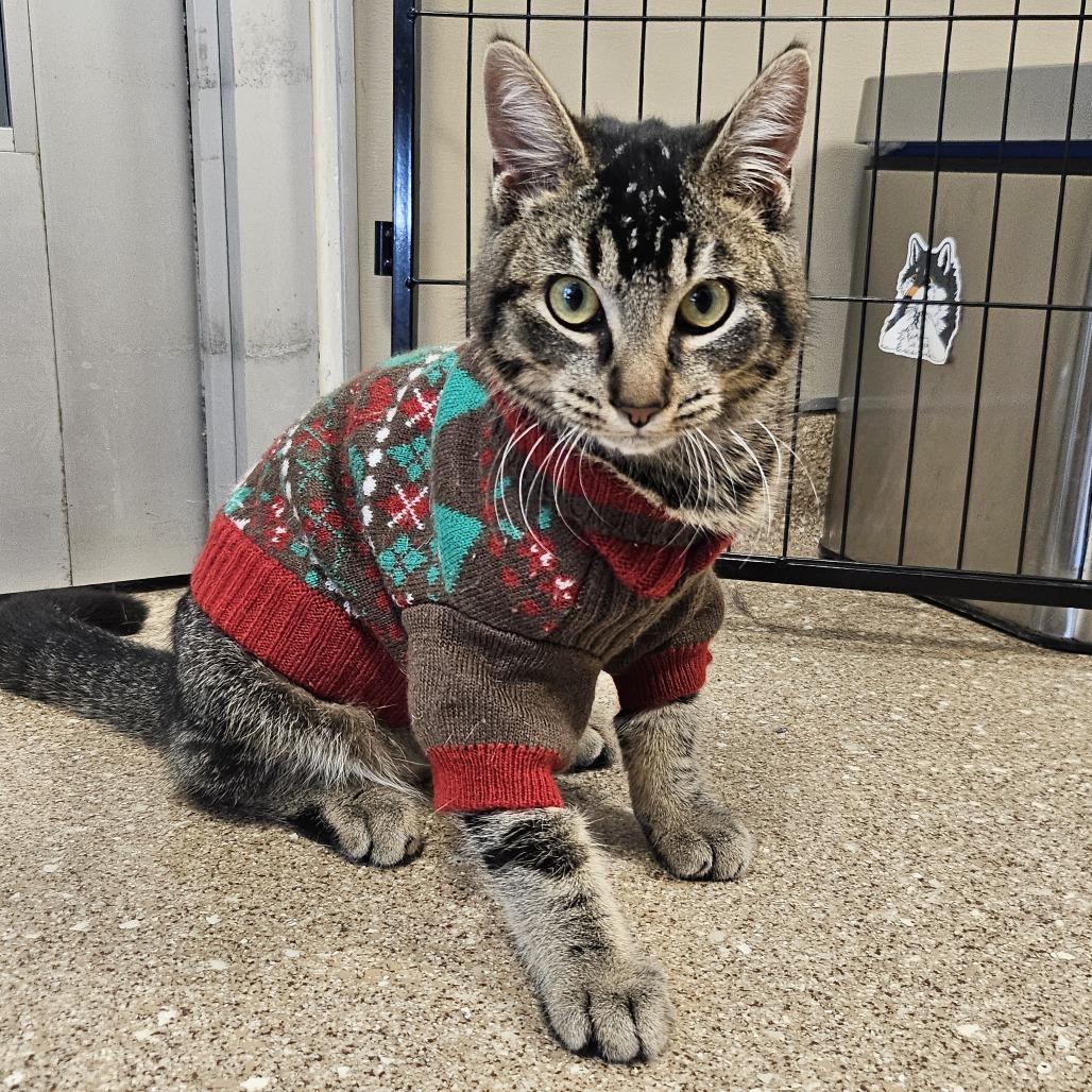 Wybie, a Adoptable Domestic Short Hair in Sonoma, CA image 4/6