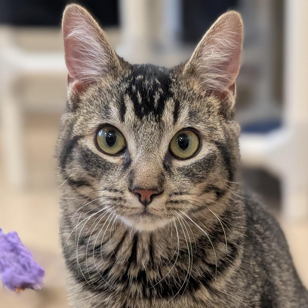 Enlarge Wybie, a Adoptable Domestic Short Hair in Sonoma, CA image 5/6