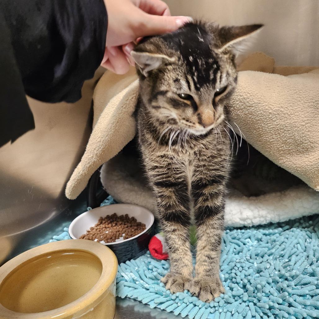 Wybie, a Adoptable Domestic Short Hair in Sonoma, CA image 5/6