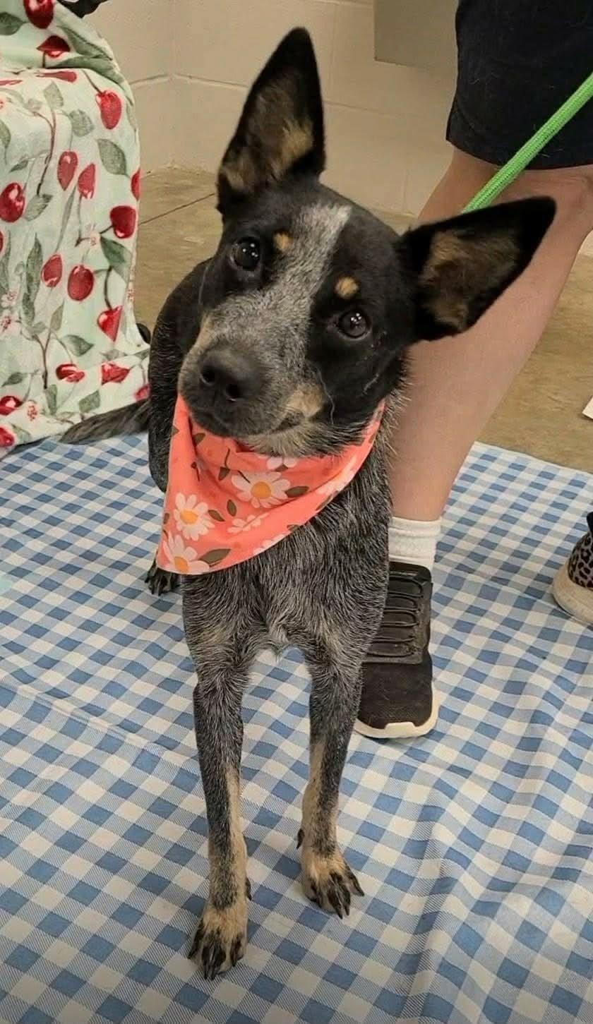 London, Adoptable, Young Female Australian Cattle Dog / Blue Heeler.