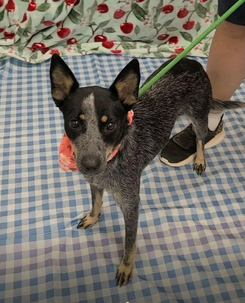 Enlarge London, a Adoptable Australian Cattle Dog / Blue Heeler in Bradenton, FL image 2/3