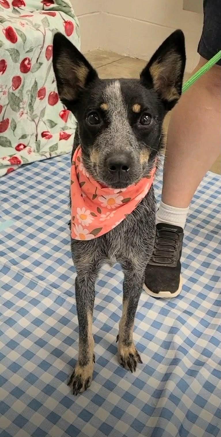 Enlarge London, a Adoptable Australian Cattle Dog / Blue Heeler in Bradenton, FL image 3/3