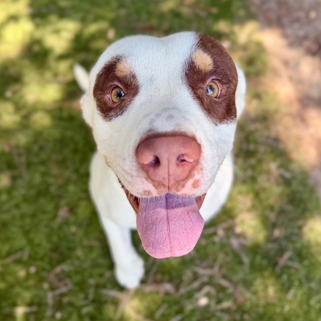 Romeo, Adoptable, Adult Male Mixed Breed.
