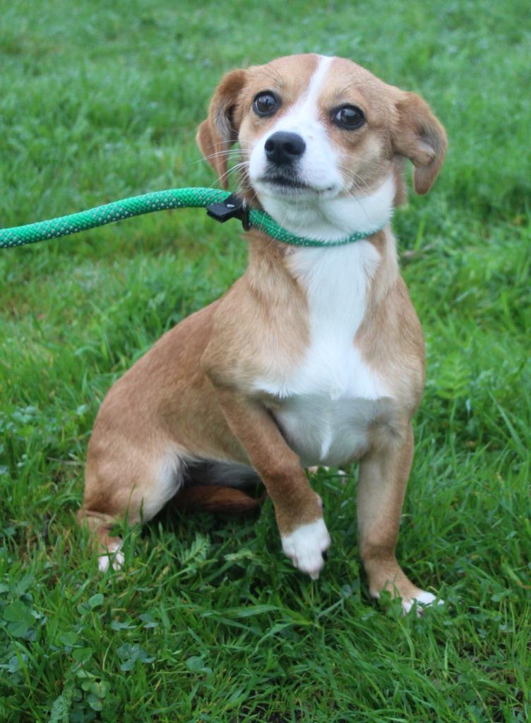 Clarity, Adoptable, Young Female Chihuahua & Dachshund.