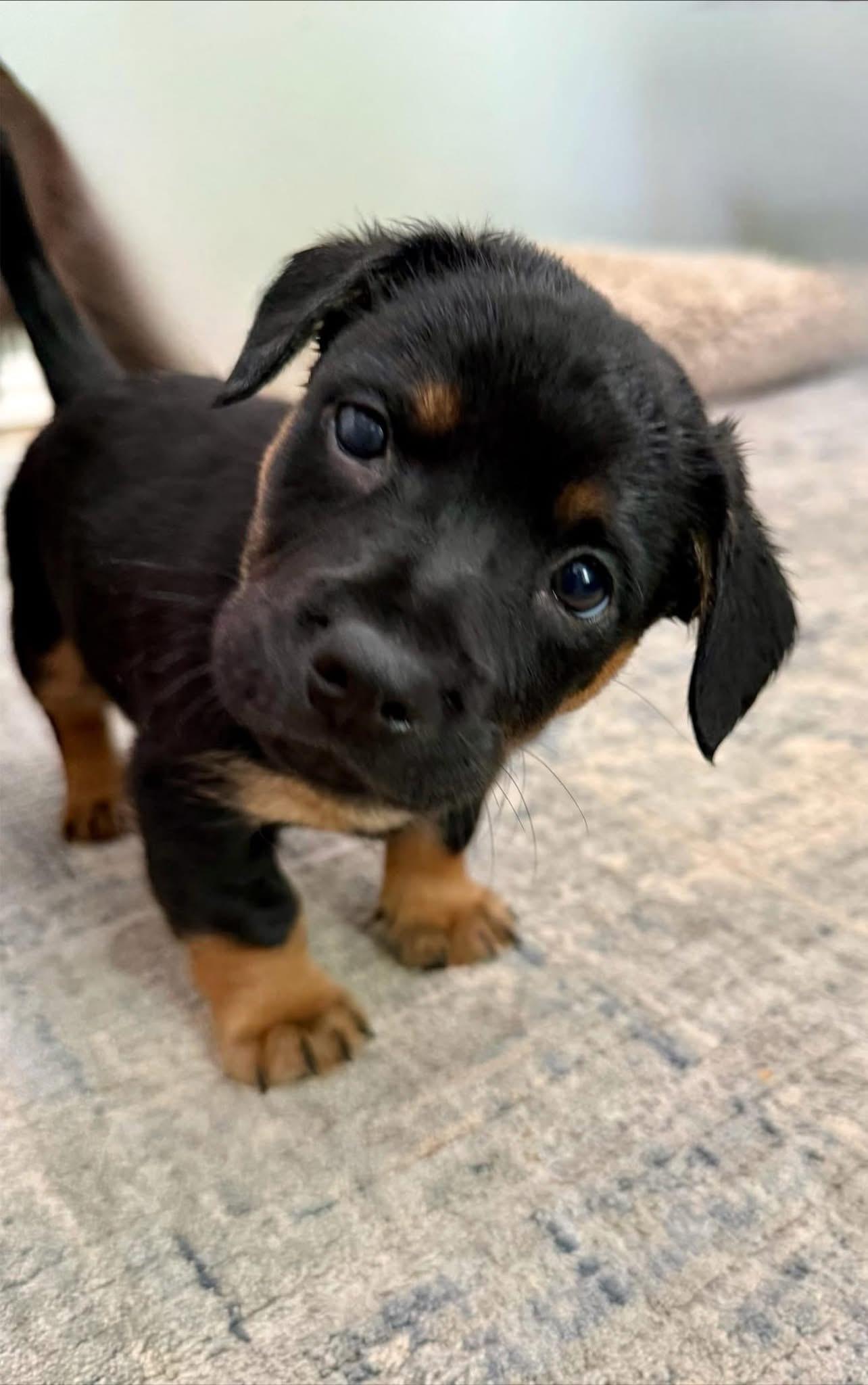 Enlarge Andy, a Adoptable mixed breed in Rockwall, TX image 3/3