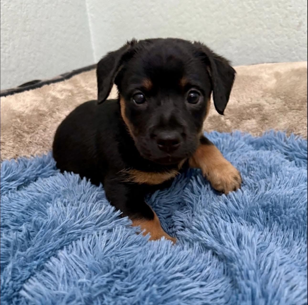 Andy, Adoptable, Puppy Male Chihuahua & Terrier.