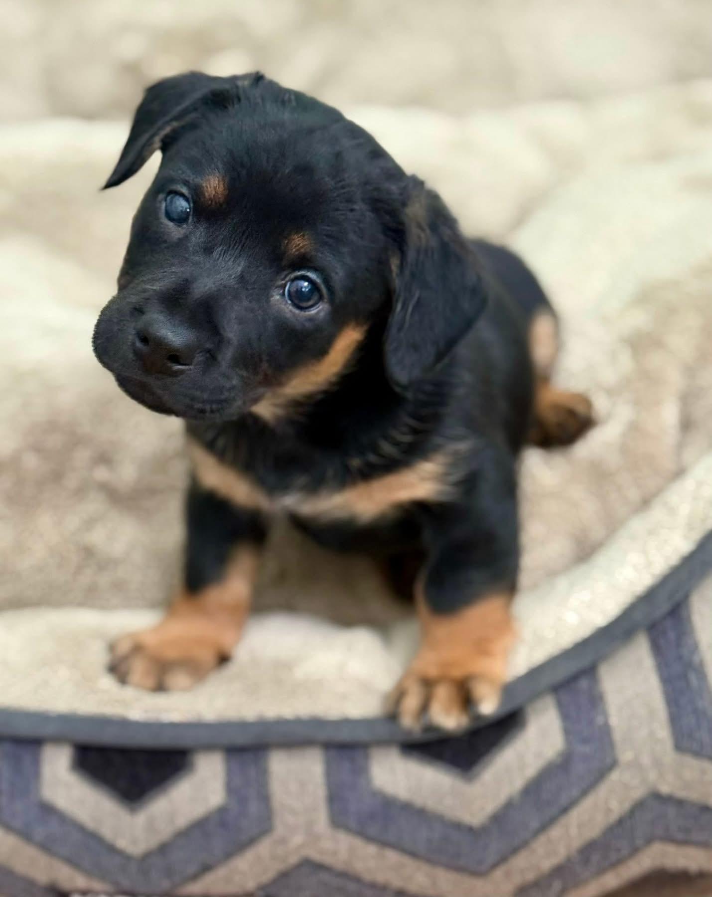 Enlarge Andy, a Adoptable mixed breed in Rockwall, TX image 2/3