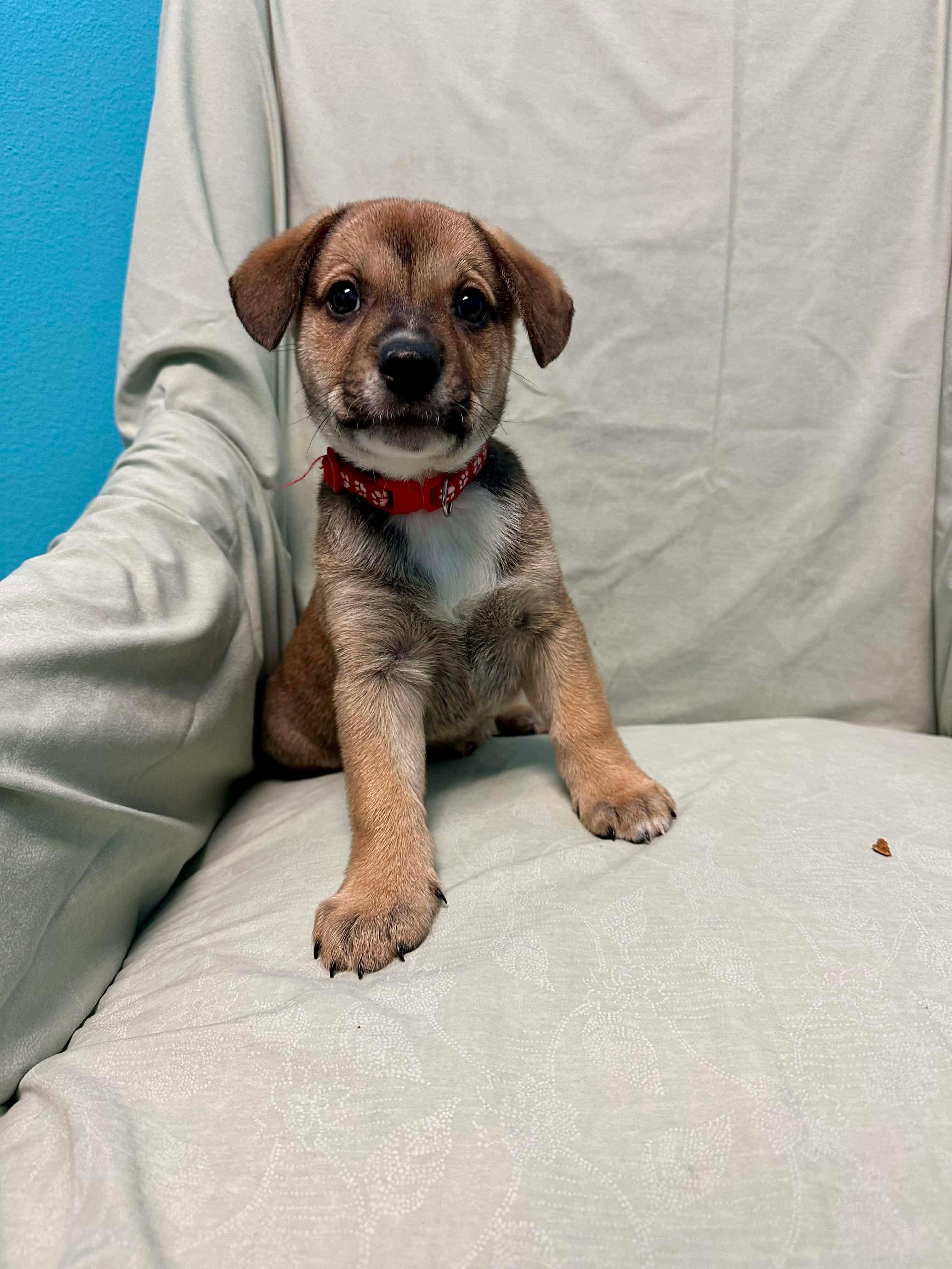 Enlarge Wally, a ADOPTABLE mixed breed in Walker, LA image 2/5
