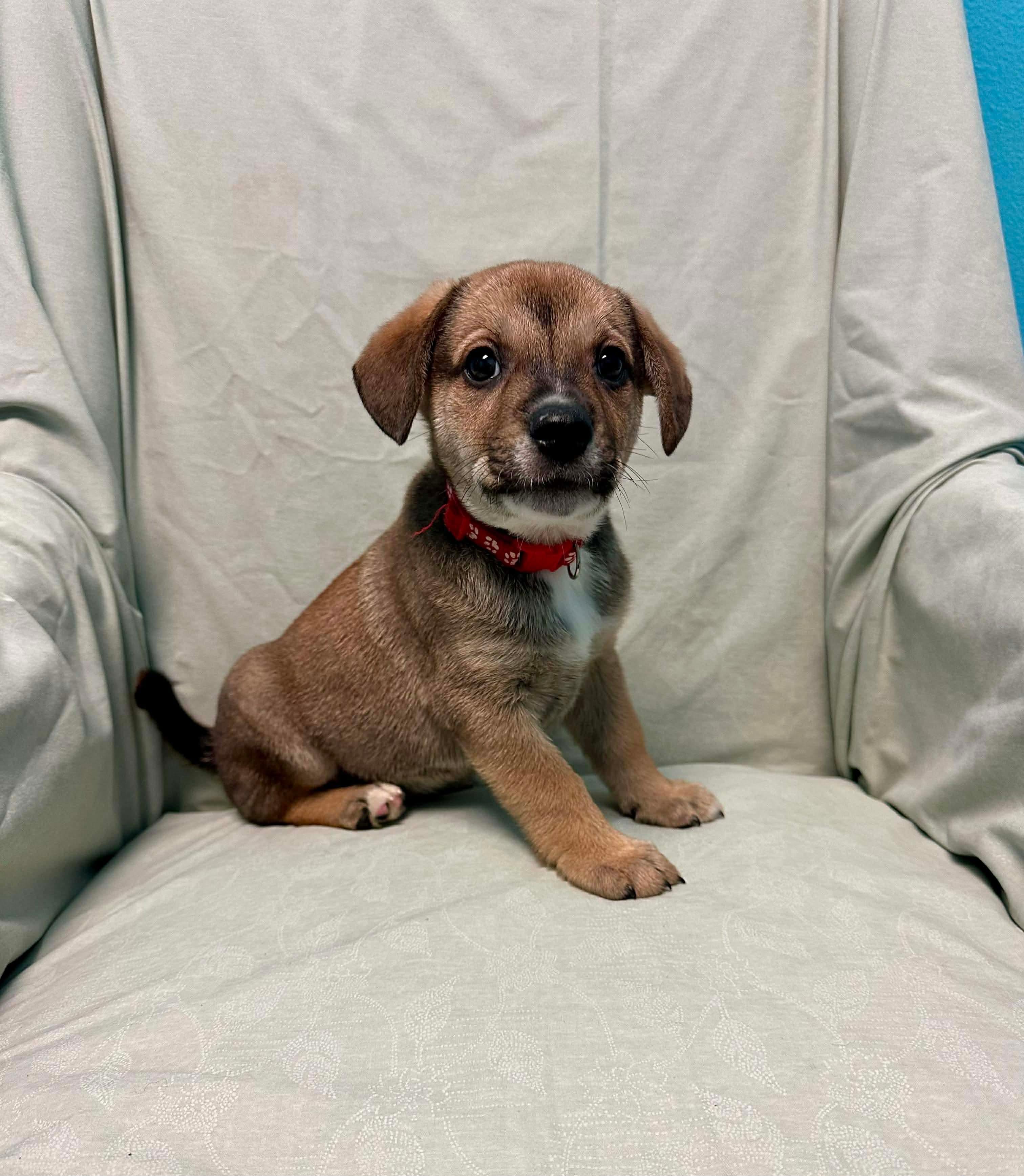 Enlarge Wally, a ADOPTABLE mixed breed in Walker, LA image 4/5