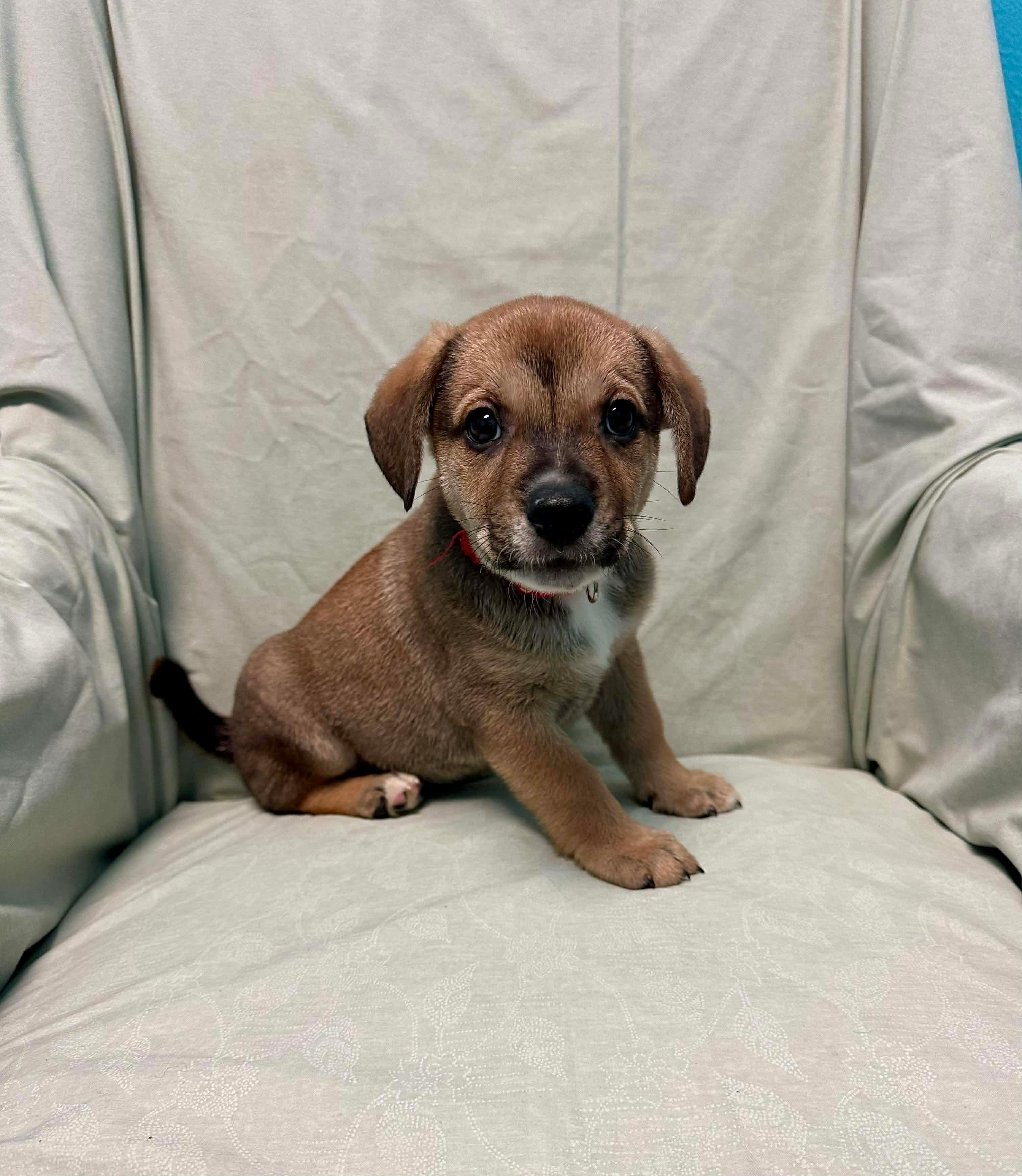 Enlarge Wally, a ADOPTABLE mixed breed in Walker, LA image 3/5