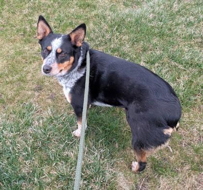 Enlarge Anabella, a Adoptable mixed breed in Missoula, MT image 1/2