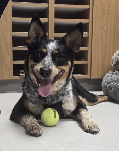 Enlarge Anabella, a Adoptable mixed breed in Missoula, MT image 2/2