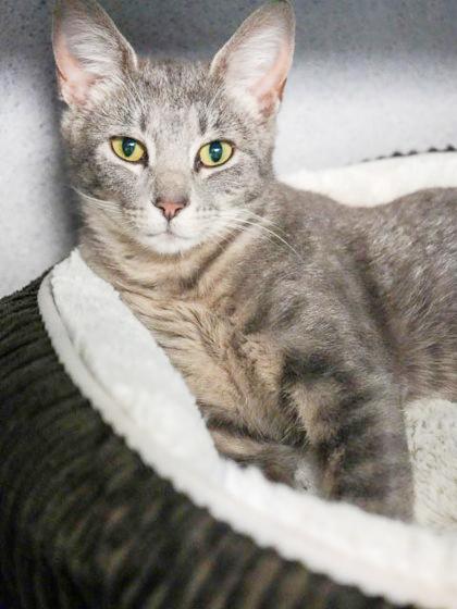 Romona is RIDICULOUSLY SWEET!! Super playful cuddlebug! NEEDS BUDDY CATS!