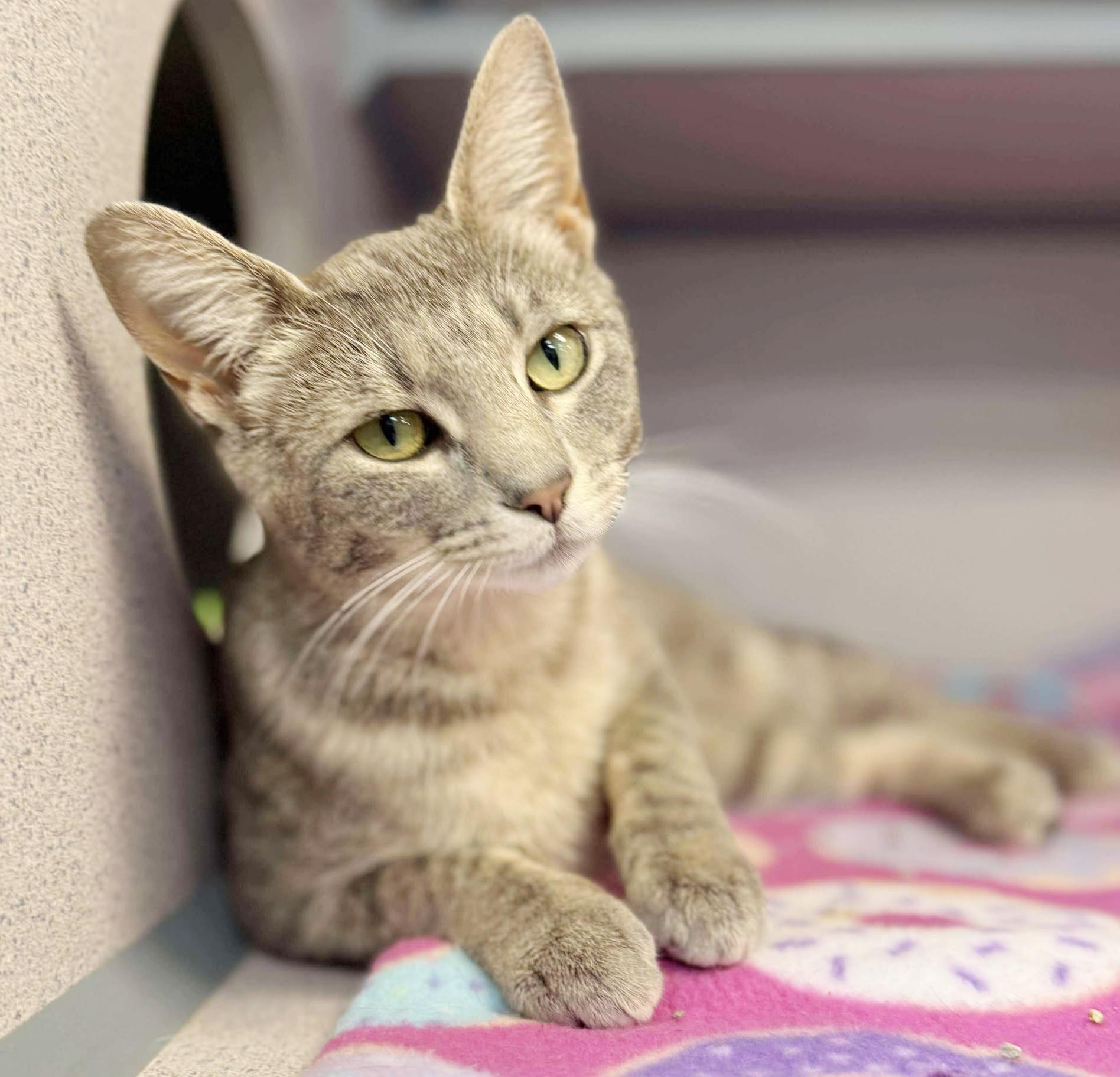 Romona is RIDICULOUSLY SWEET!! Super playful cuddlebug! NEEDS BUDDY CATS! photo 6