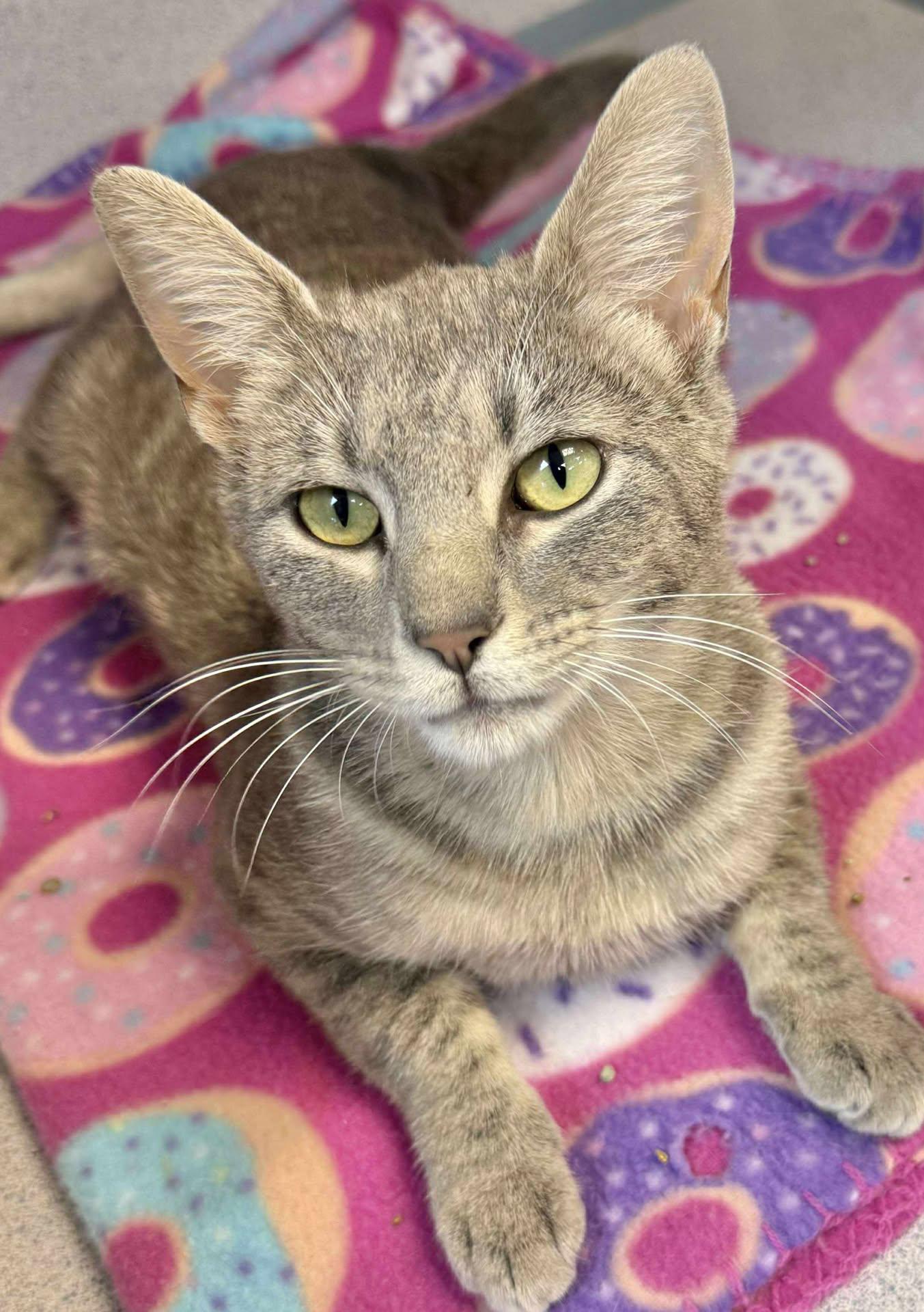 Romona is RIDICULOUSLY SWEET!! Super playful cuddlebug! NEEDS BUDDY CATS! photo 5