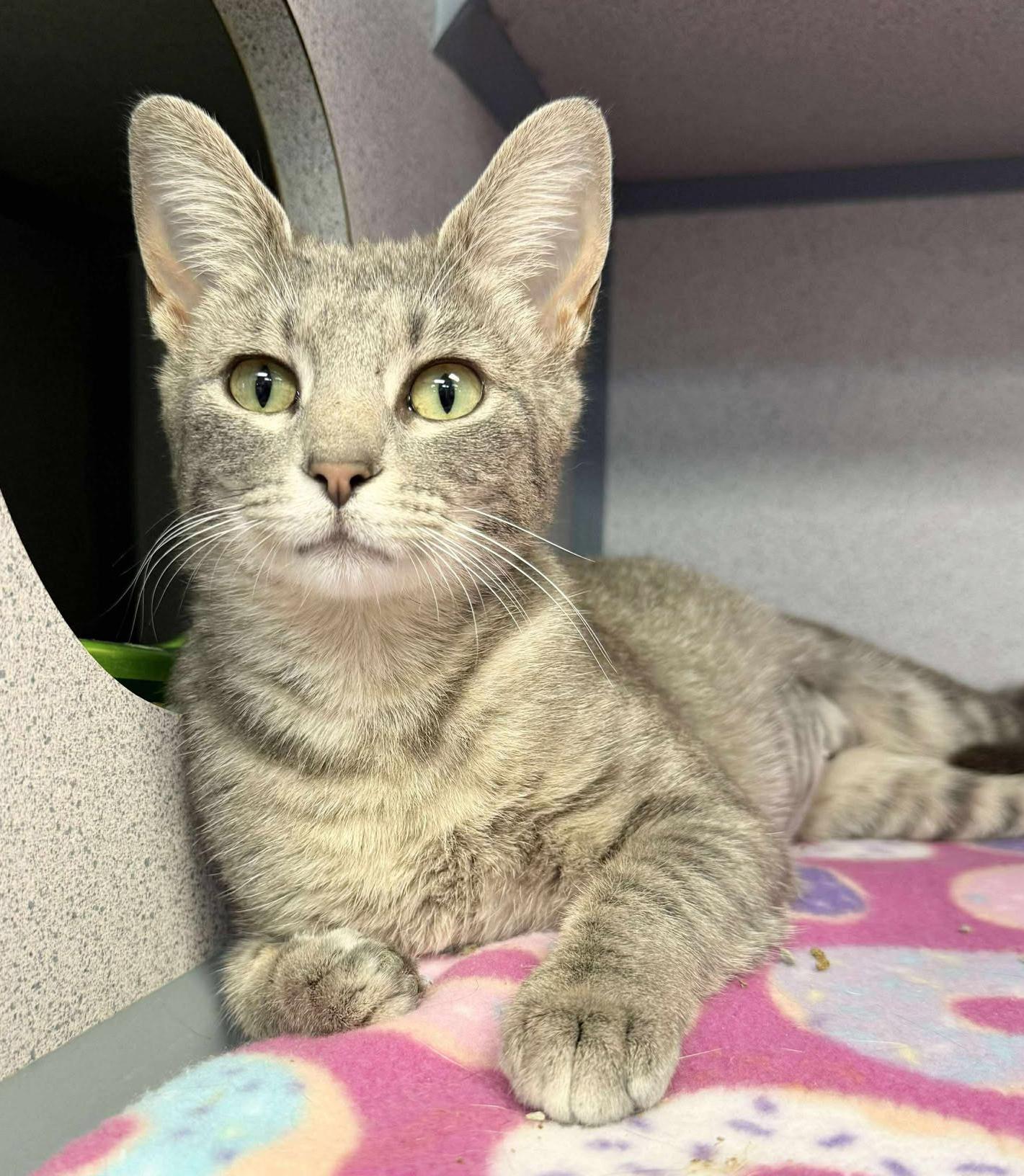 Romona is RIDICULOUSLY SWEET!! Super playful cuddlebug! NEEDS BUDDY CATS! photo 2
