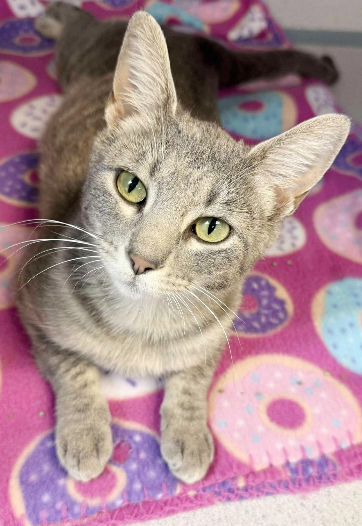Romona is RIDICULOUSLY SWEET!! Super playful cuddlebug! NEEDS BUDDY CATS! photo 3