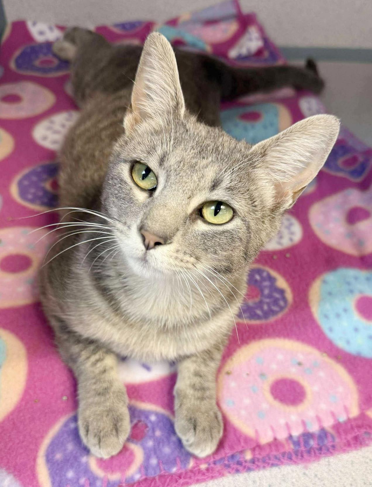 Romona is RIDICULOUSLY SWEET!!  Super playful cuddlebug!  NEEDS BUDDY CATS! photo 4
