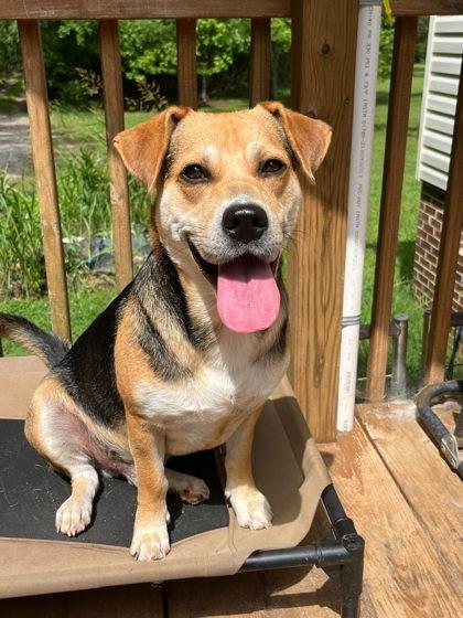 Woody Harrelson, a Adoptable mixed breed in Malvern, PA image 2/3