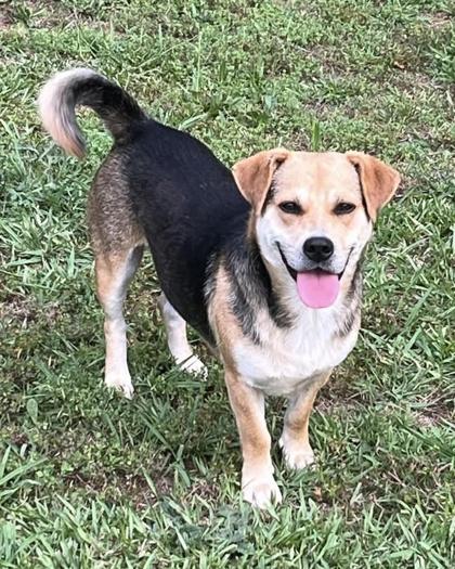 Woody Harrelson, a Adoptable mixed breed in Malvern, PA image 3/3
