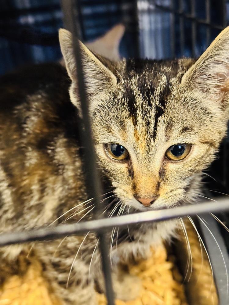 Enlarge Zenith, a Adoptable mixed breed in Jackson, GA image 1/5